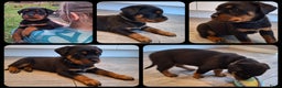 Rottweiler honden te koop: Prachtige Rottweiler pups met STAMBOOM en GARANTIE - Advertentie 1