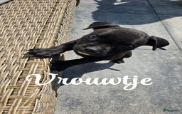 Amerikaanse Bully honden te koop: Pocket bully black - Afbeelding 4