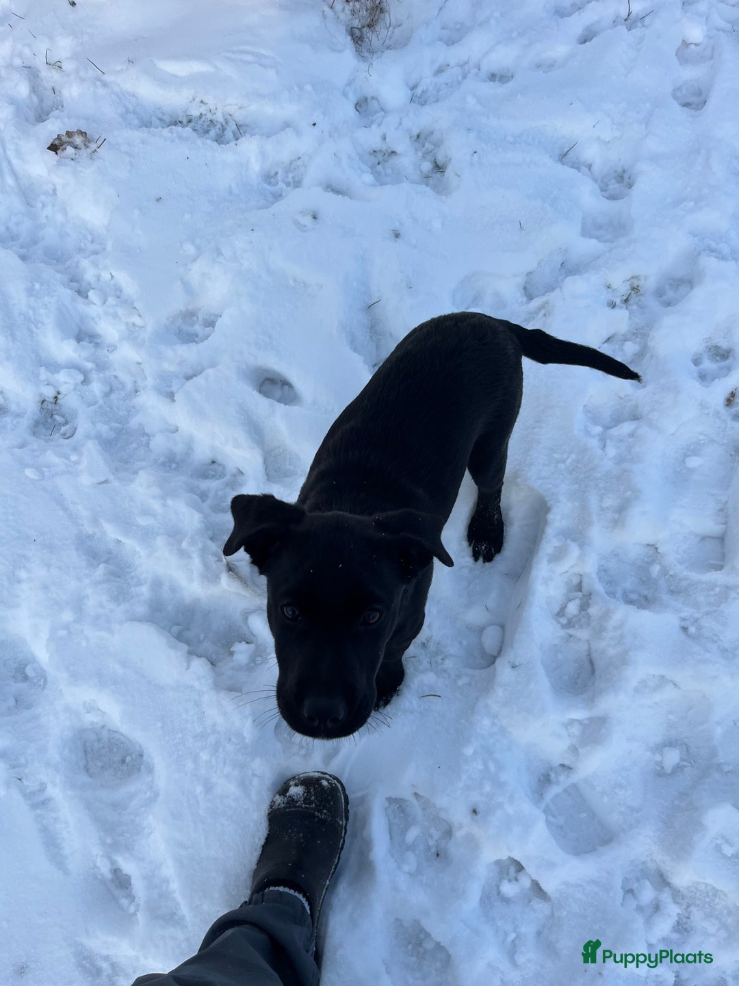 Kruising honden te koop: Labrador kruising kooiker  - Advertentie 11