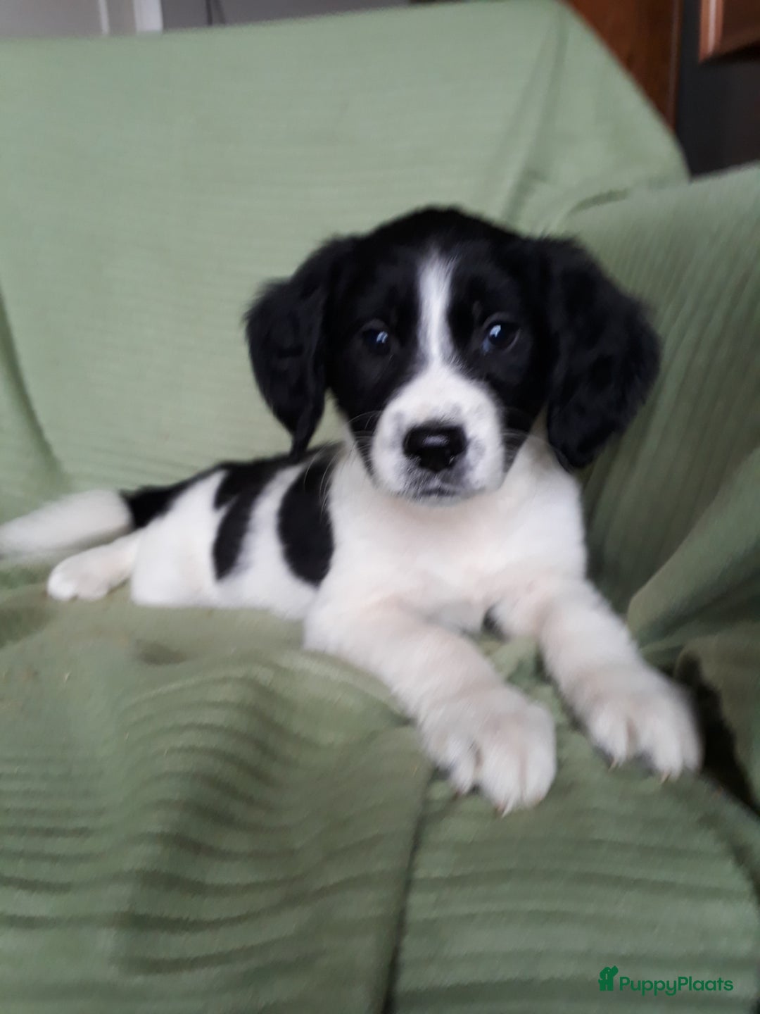 Kruising honden te koop: Leuke en lieve kruising pups(1 reutje beschikbaar) - Advertentie 12