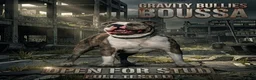 Amerikaanse Bully honden ter dekking: American Bully XL Dekreu (getest) - Advertentie 1
