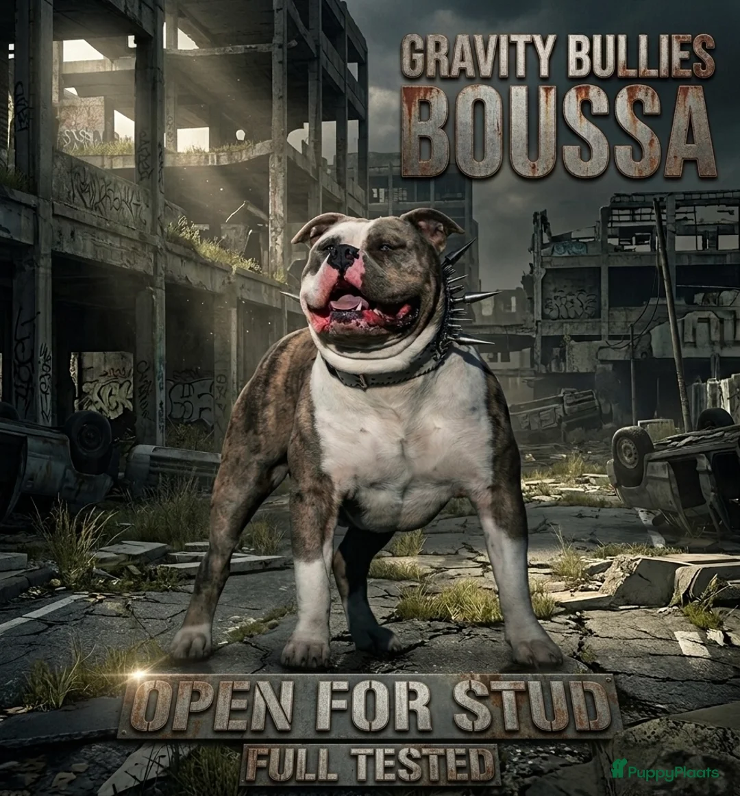Amerikaanse Bully honden ter dekking: American Bully XL Dekreu (getest) - Advertentie 1
