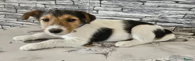 Fox Terriër Draadhaar 2