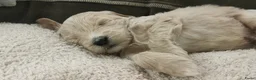 Goldendoodle honden te koop: Goldendoodle Pups Medium  - Advertentie 6