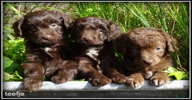 Kruising honden - Advertentie 4