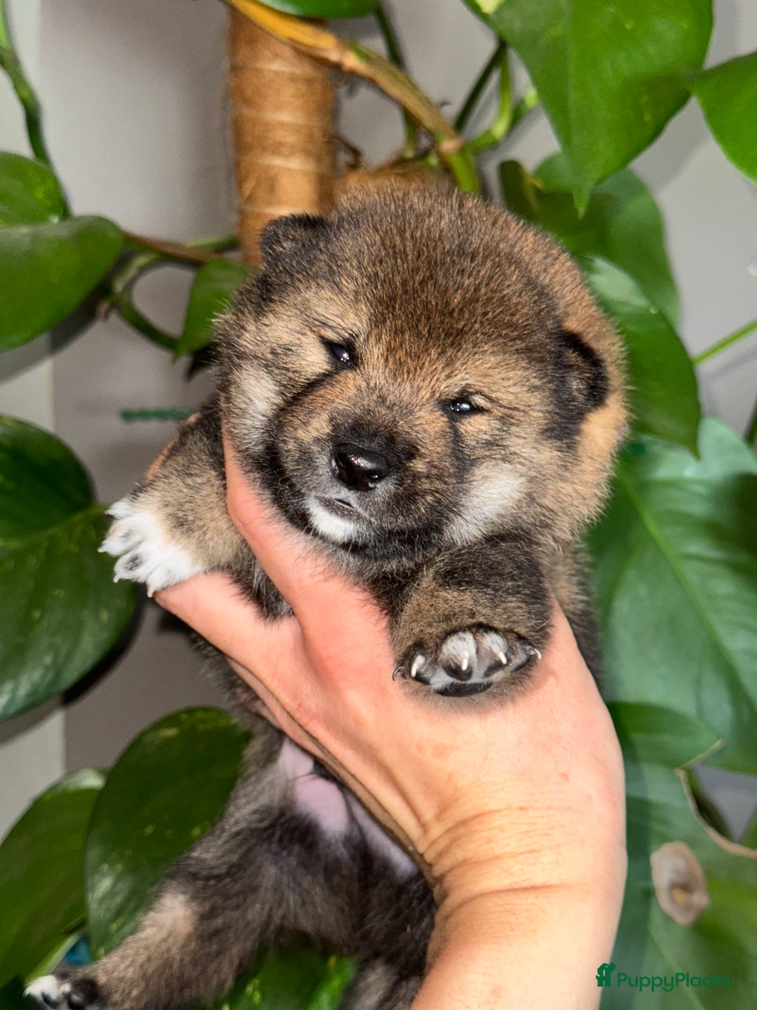 Shiba honden te koop: Shiba Inu pups met FCI stamboom - Afbeelding 16
