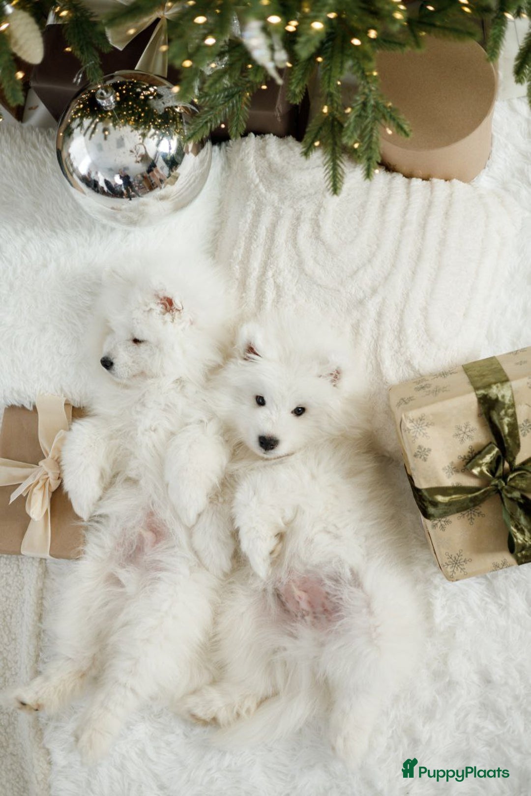 Samojeed honden te koop: Samojeed pups - Advertentie 3