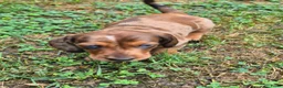 Teckel (korthaar)  honden te koop: Dwerg teckel pups - Advertentie 8