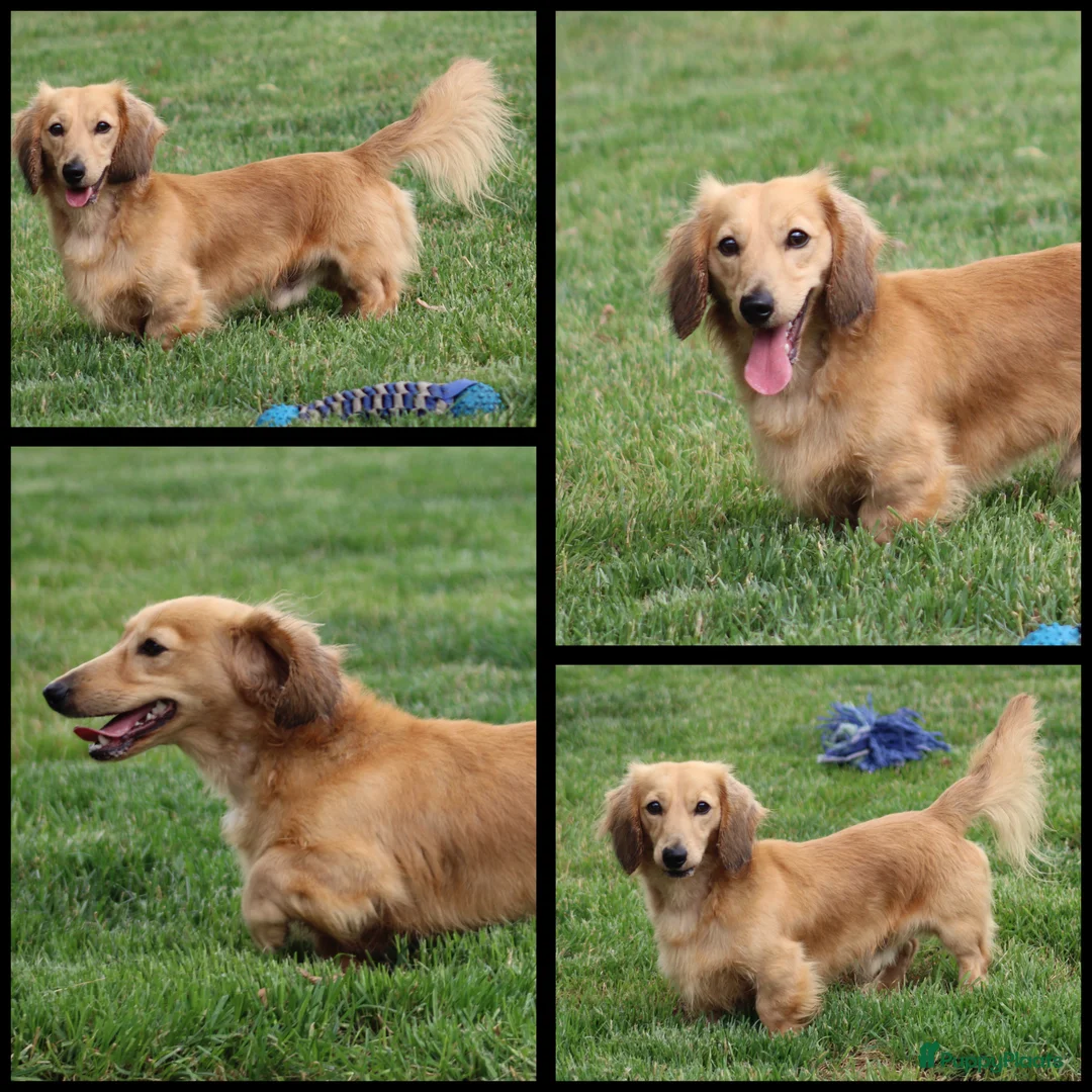 Teckel (langhaar) honden te koop: Teckel pups Cream , Blond - Advertentie 27