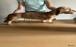 Ruwhaar Teckel honden te koop: Unieke ruwharige dwergteckels te koop - Afbeelding 5