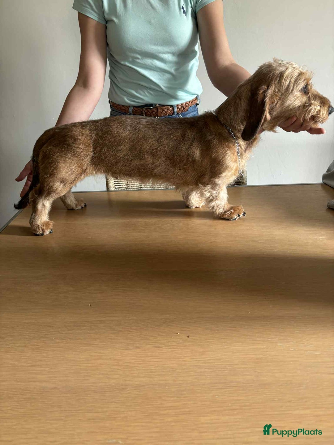 Ruwhaar Teckel honden te koop: Unieke ruwharige dwergteckels te koop - Afbeelding 5