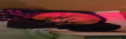Chihuahua honden te koop: Mini chihuahua's  - Advertentie 5
