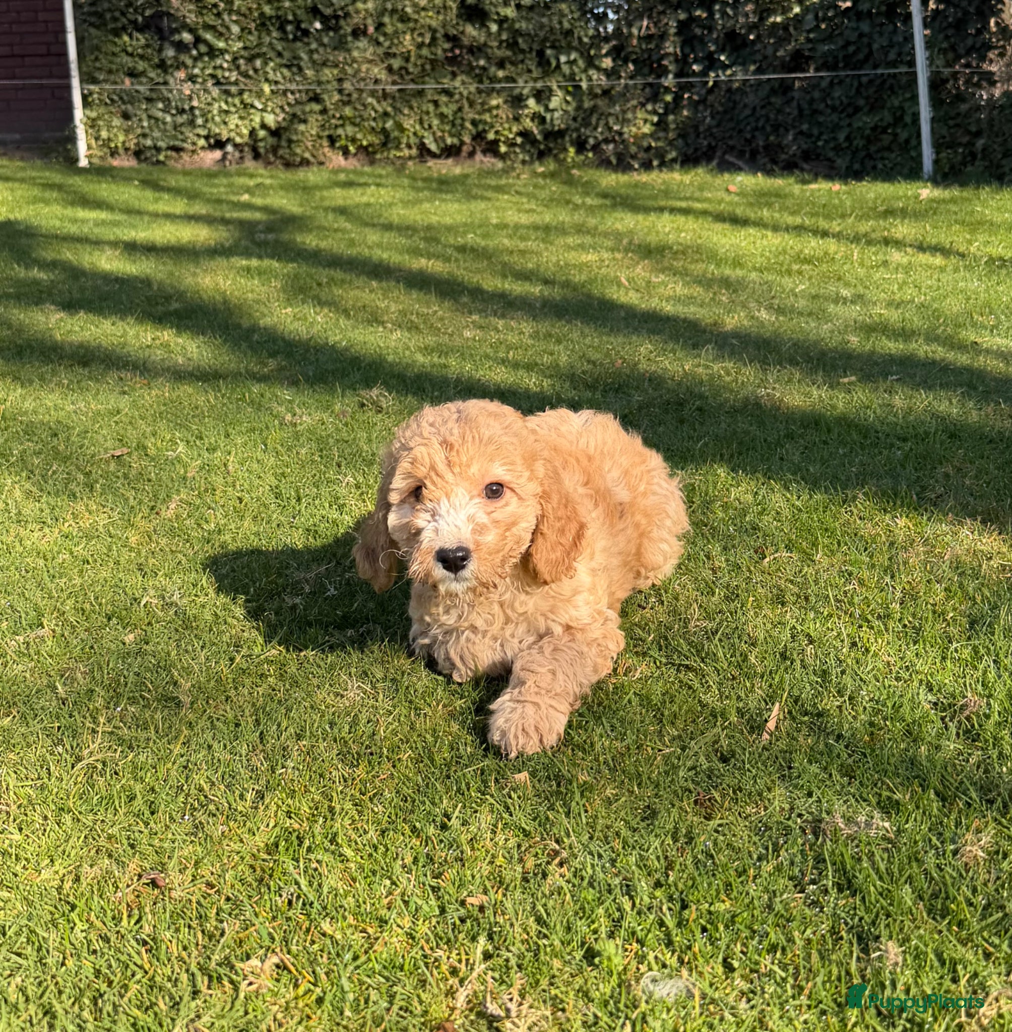 Labradoodle honden Mini Doodle (Dwerg Poedel x Mini Labradoodle) pups - Advertentie 1