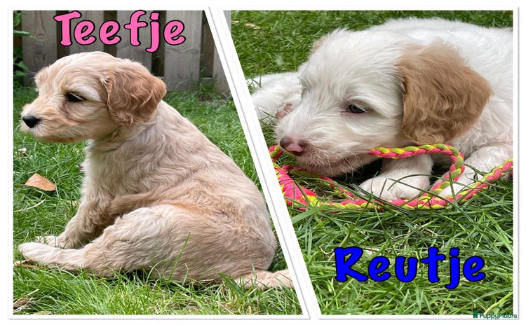 Australian Labradoodle honden in Strijen - Advertentie 9
