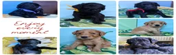 Australian Labradoodle honden te koop: Prachtig nestje Australian Labradoodles van Koosje - Advertentie 3