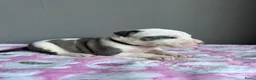 American Staffordshire Terriër honden te koop: American Staffordshire Terrier-pups - Advertentie 14