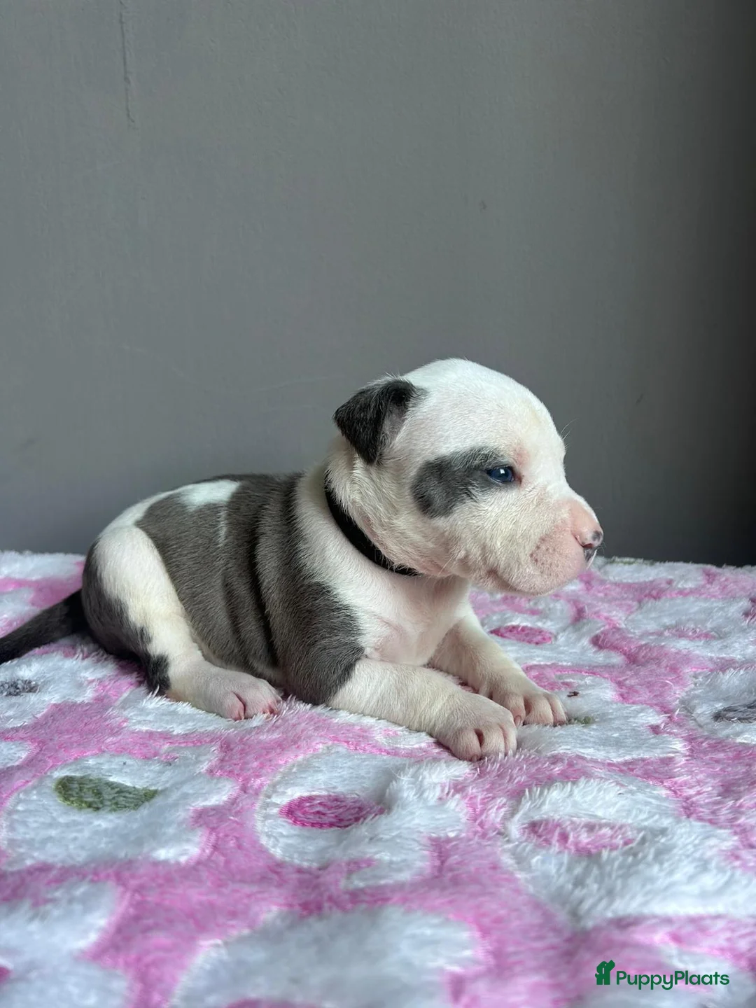 American Staffordshire Terriër honden te koop: American Staffordshire Terrier-last 3 puppies !!! - Advertentie 22