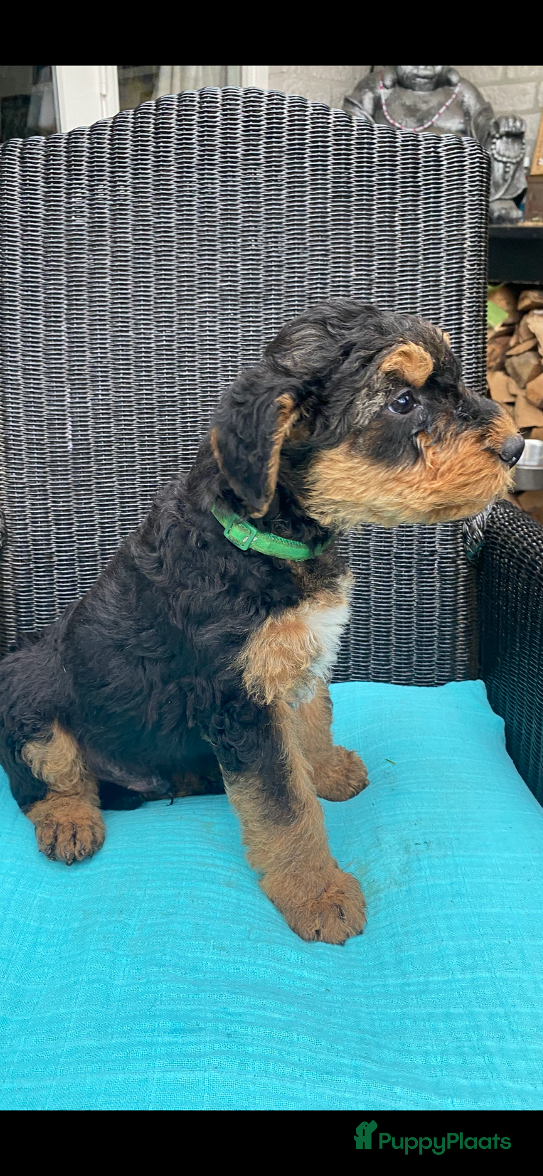 Airedale Terriër honden te koop: Airedale terriër pups  - Advertentie 32