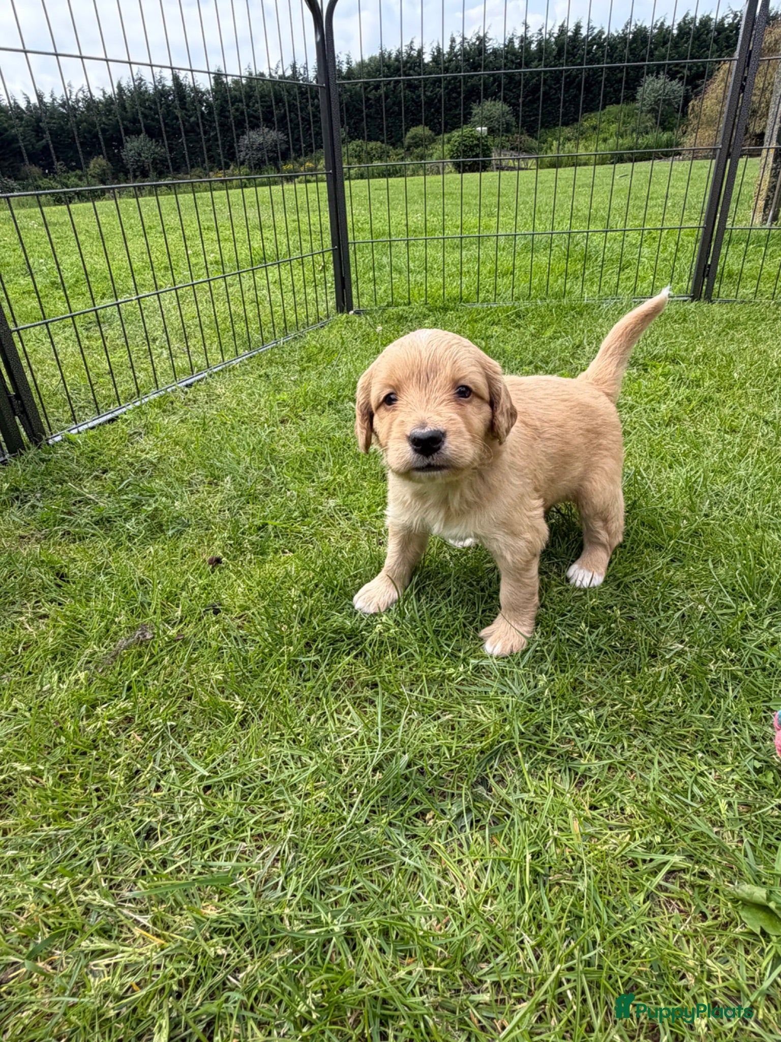 Bernedoodle honden Mini Bernedoodle pups te koop - Advertentie 2