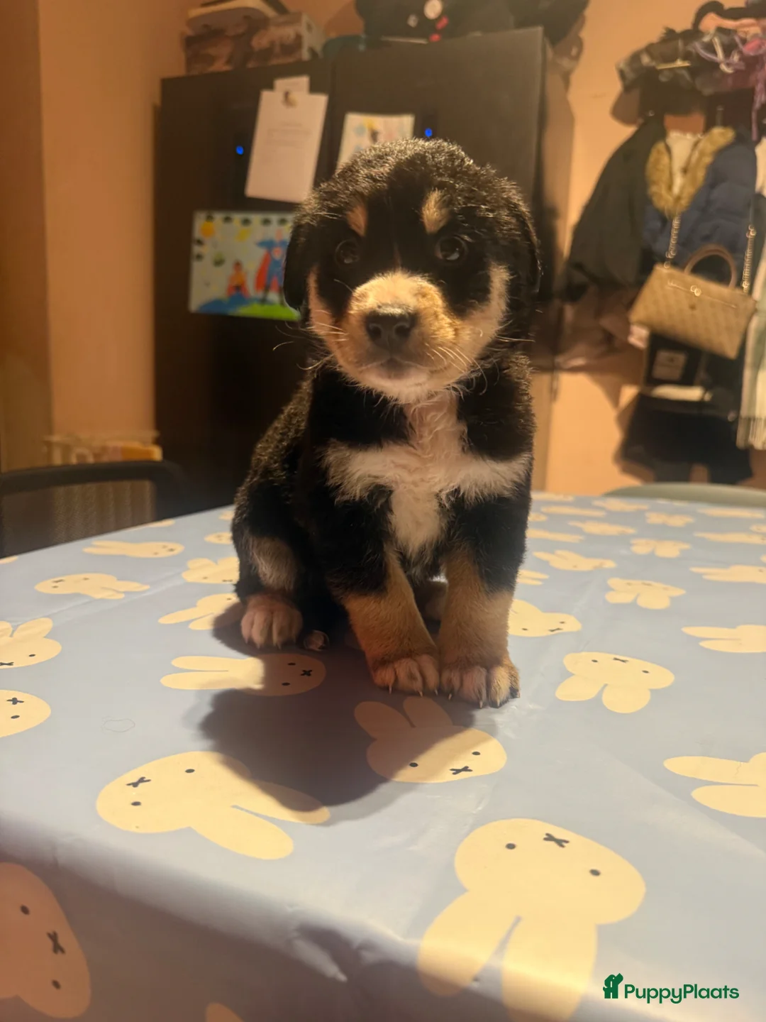 Kruising honden te koop: Laatste schatje van de 8  - Advertentie 1