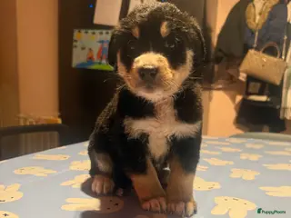 Kruising honden Laatste schatje van de 8 - Advertentie 2