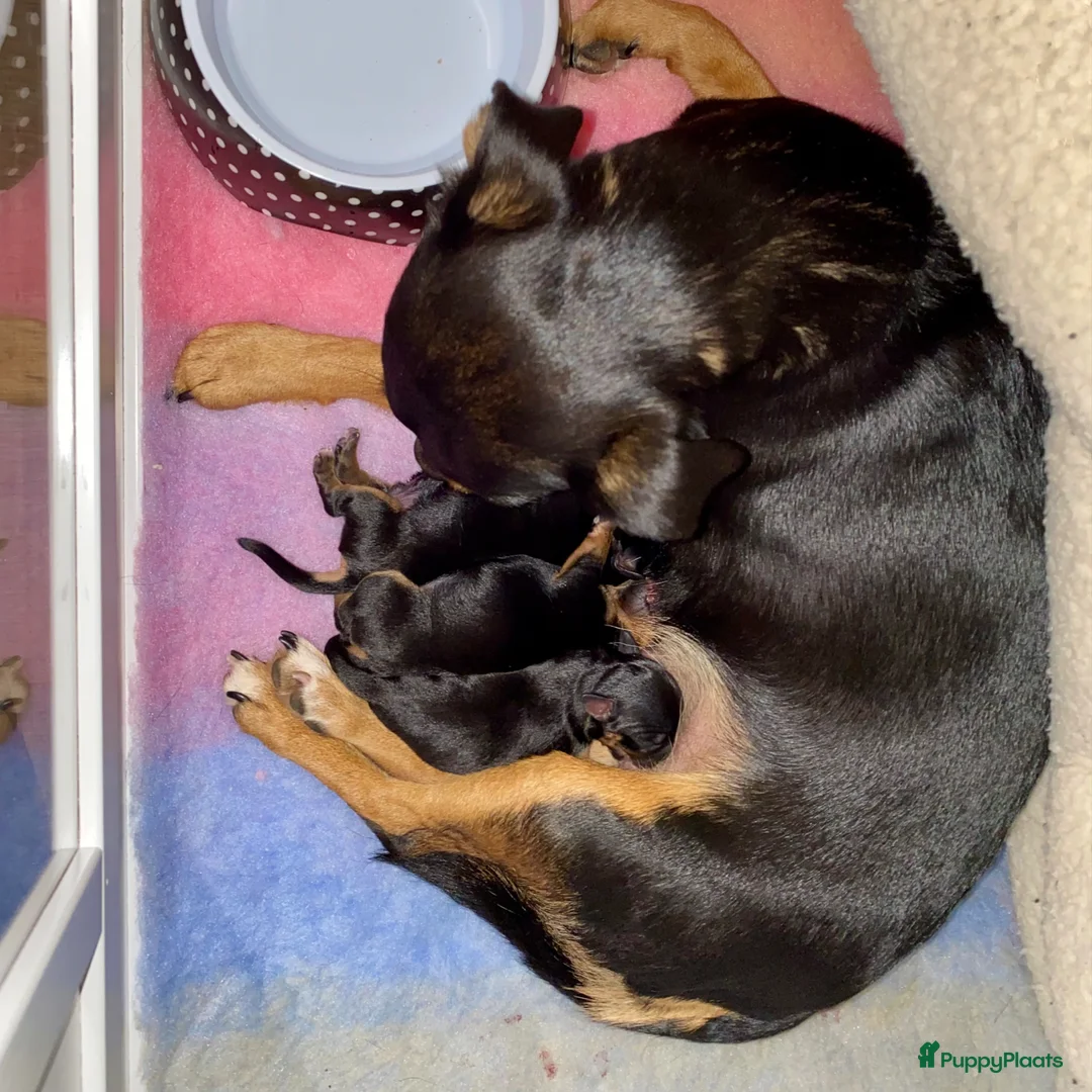 Jack Russel Terriër honden te koop: Gereserveerd Jack Russell pups - Advertentie 1