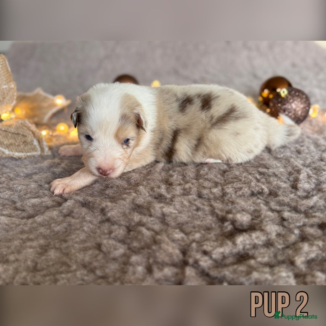 Australian Shepherd honden te koop: Prachtig nestje raszuivere Australian Shepherds - Advertentie 28