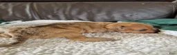 Dwergpinscher honden te koop: Dwergpinschers pups te koop - Advertentie 13