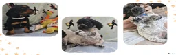 Engelse Cocker Spaniel honden te koop: Cocker Spaniel pups in Zeewolde - Advertentie 1
