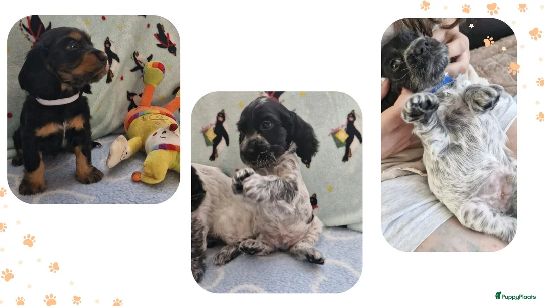 Engelse Cocker Spaniel honden te koop: Cocker Spaniel pups in Zeewolde - Advertentie 1