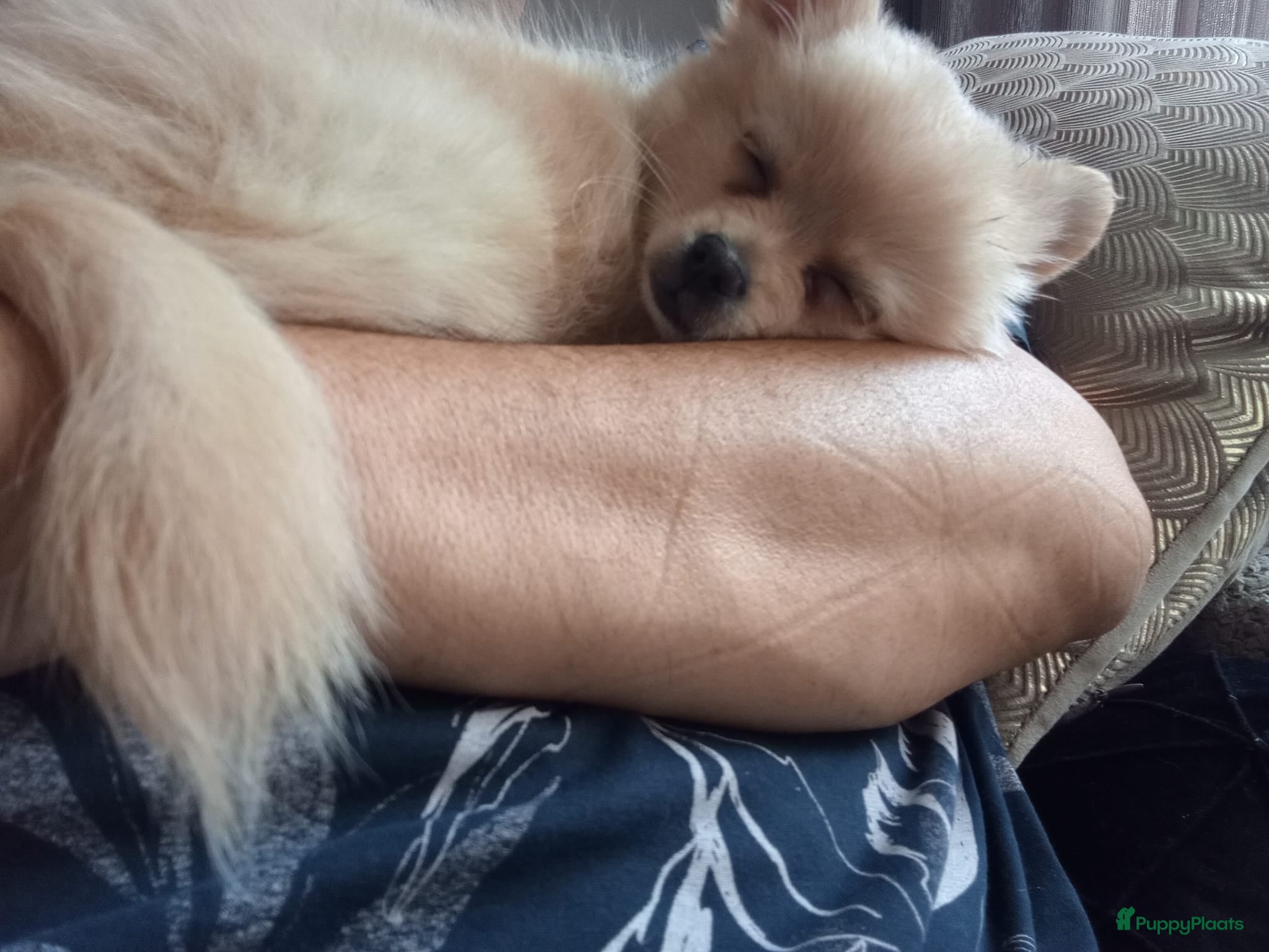Kruising honden Pup.te koop  - Advertentie 4