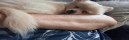 Kruising honden te koop: Pup.te koop  - Advertentie 1