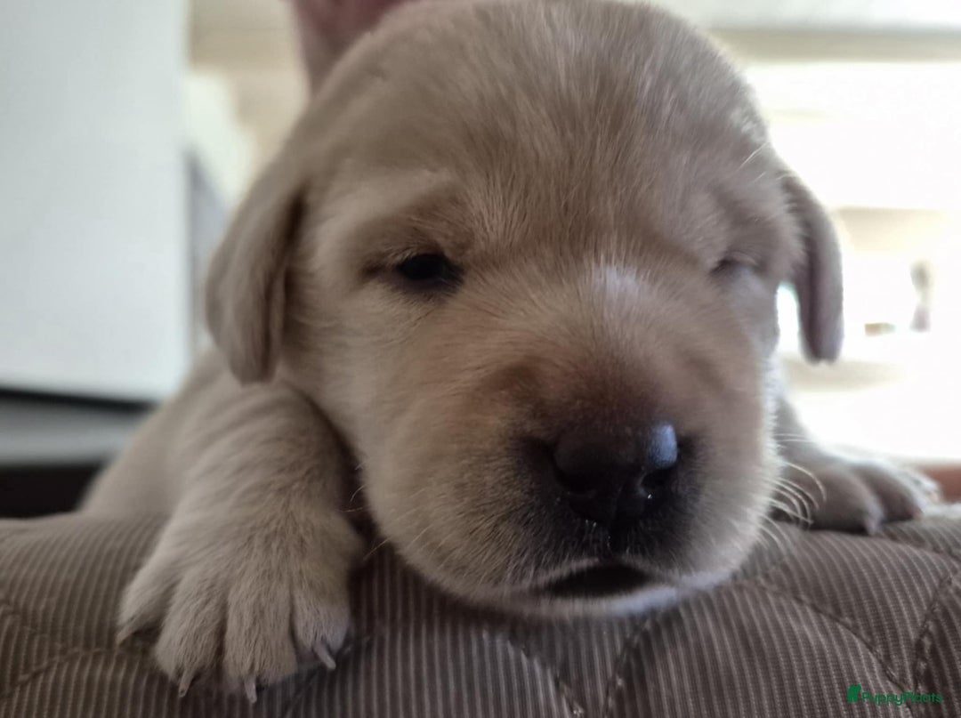 Labrador Retriever honden te koop: Zwarte en gele labrador pups met stamboom - Afbeelding 18