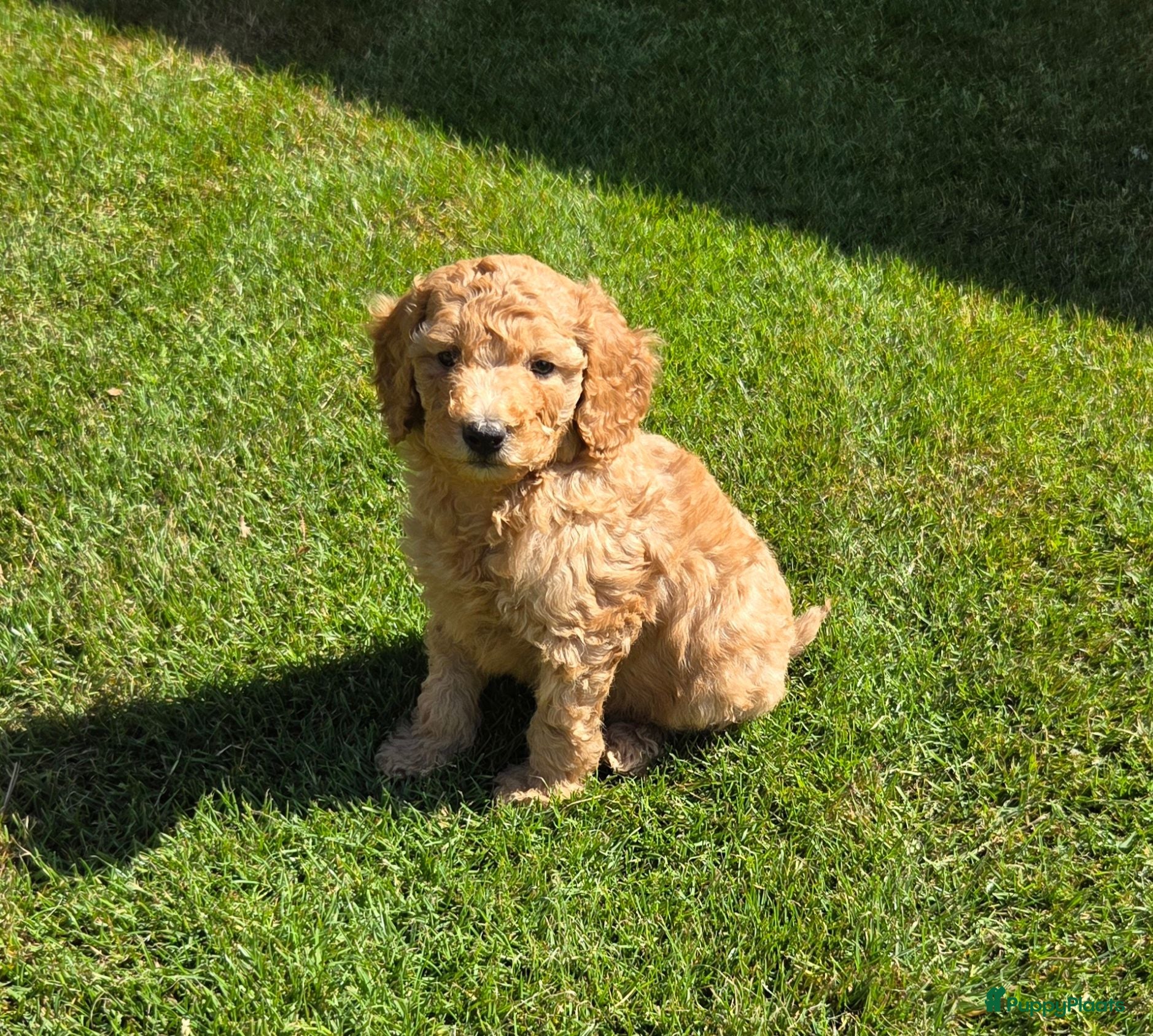 Labradoodle honden Labradoodle pups kleine maat reutjes F3  - Advertentie 5