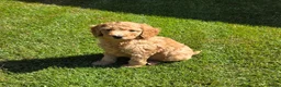 Labradoodle honden te koop: Labradoodle pups kleine maat reutjes F3  - Advertentie 1