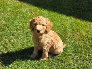 Labradoodle honden Labradoodle pups kleine maat reutjes F3 - Advertentie 5