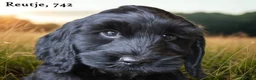 Cockapoo honden te koop: Cockapoo pups - Advertentie 17