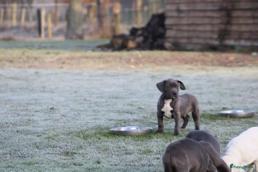 Amerikaanse Bully honden te koop: American Bully pups Abkc - Advertentie 10