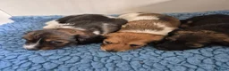 Teckel (langhaar) honden te koop: Dwergteckel laanghaar pups - Advertentie 10