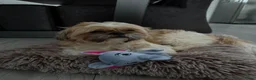 Shih Tzu honden te koop: Nestje met prachtige Shih Tzu pups  - Advertentie 15