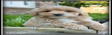 Maltipoo 2