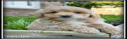 Maltipoo honden te koop: Maltipoo F1b pups - Advertentie 12