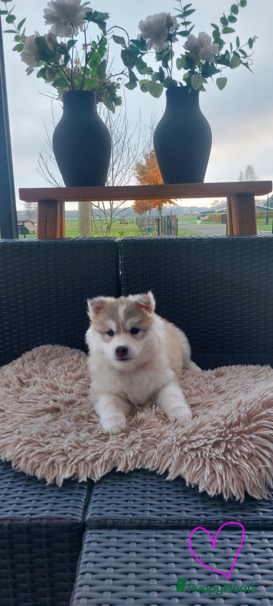Pomsky honden te koop: Prachtige pomsky pups! - Advertentie 8