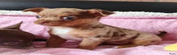Chihuahua honden te koop: NOG TWEE schattige chihuahua puppys!! - Advertentie 6