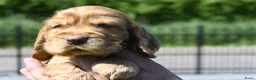 Engelse Cocker Spaniel honden te koop: Speelse Engelse Cocker Spaniel pups - Advertentie 21