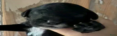 sproodle teef