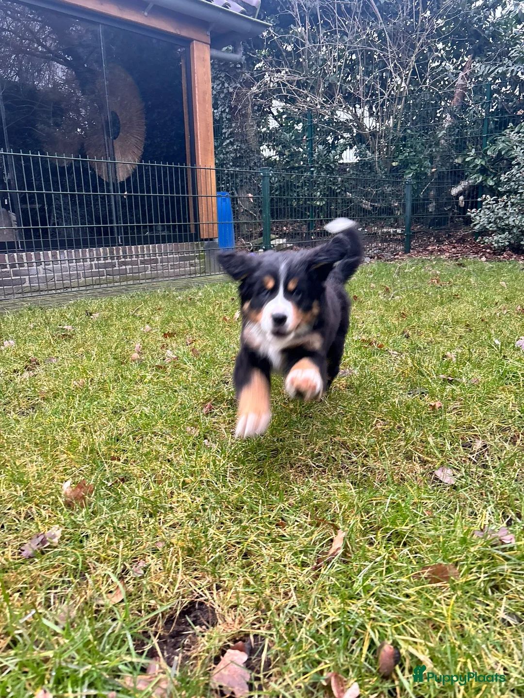 Berner Sennenhond honden te koop: Berner-sennen teefje - Advertentie 4