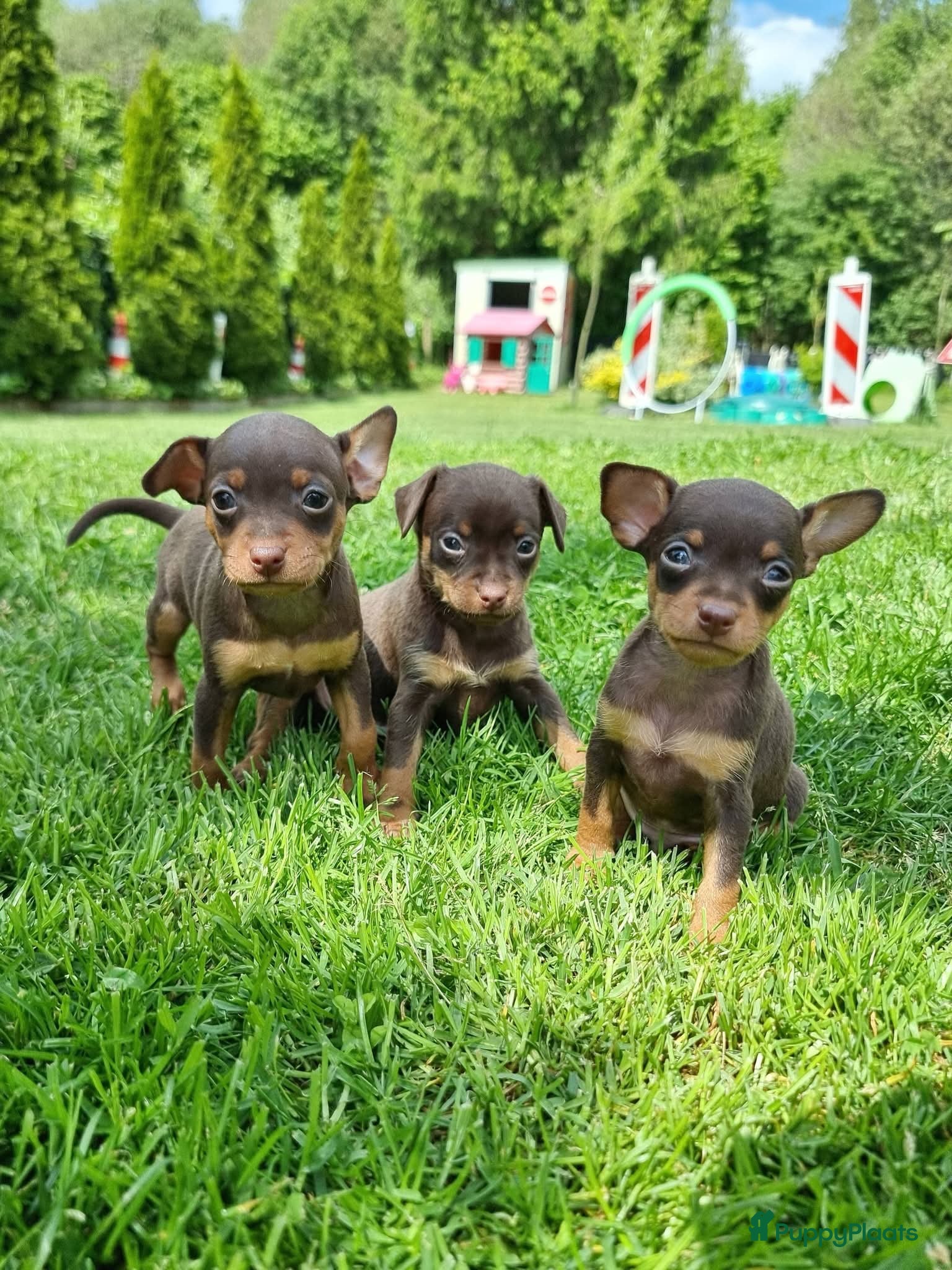 Russische Toy Terriër honden te koop: Russische Toy Terriër pups met FCI stamboom  in Nieuw-Weerdinge - Advertentie 10
