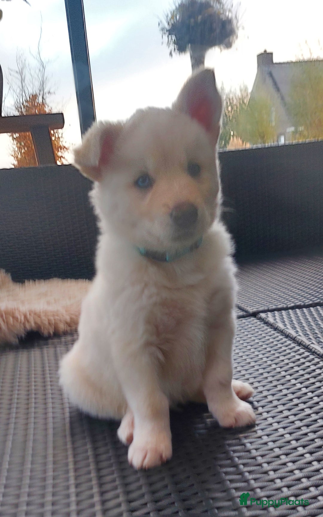 Pomsky honden te koop: Prachtige pomsky pups! - Advertentie 15