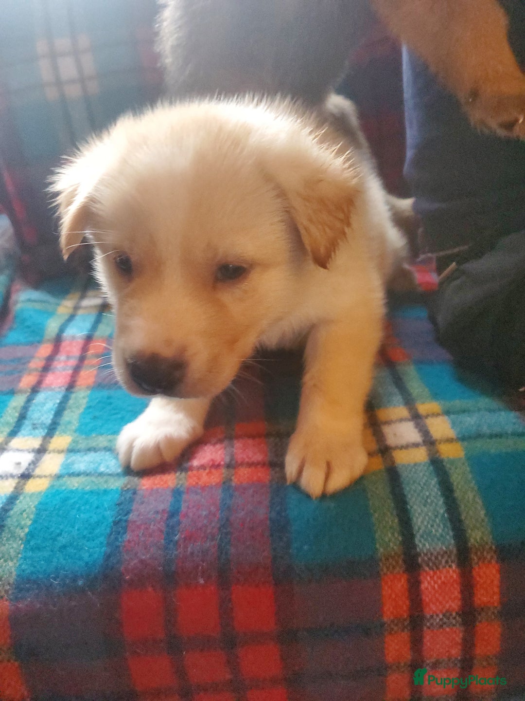 Kruising honden te koop: Kruising pups herder/husky - Advertentie 2